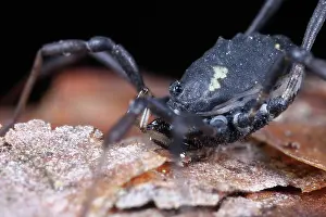 Opiliones: Harvestman