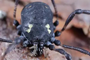 Opiliones: Harvestman