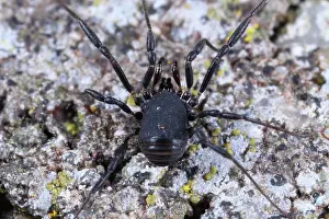 Opiliones: Harvestman
