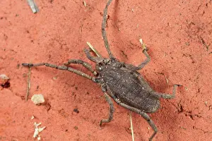 Opiliones: Harvestman
