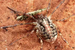 Opiliones: Harvestman