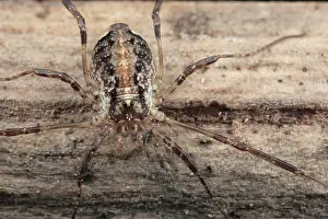Opiliones: Harvestman