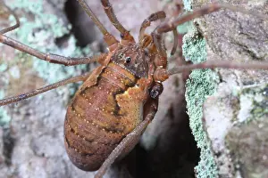 Morio: Harvestman