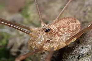 Triangularis: Harvestman