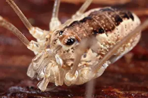 Triangularis: Harvestman