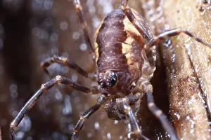 Triangularis: Harvestman