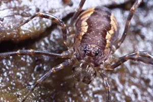 Triangularis: Harvestman