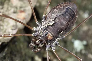 Opiliones: Harvestman