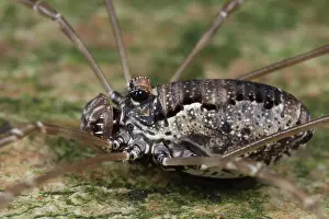 Opiliones: Harvestman