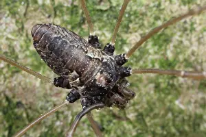 Opiliones: Harvestman