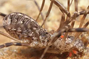Opilio: Harvestman
