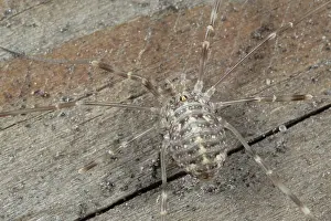 Opilio: Harvestman