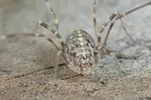 Opilio: Harvestman