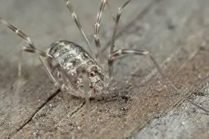 Opilio: Harvestman