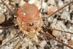 Opiliones: Harvestman