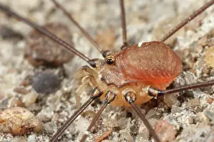 Opiliones: Harvestman