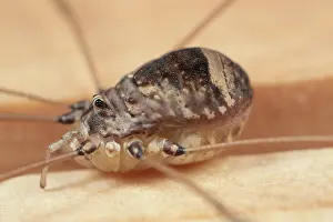 Opiliones: Harvestman