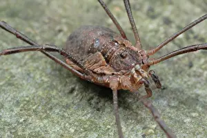 Morio: Harvestman