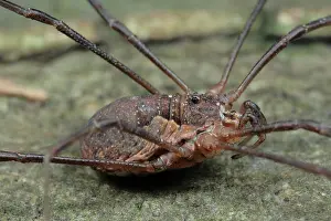 Morio: Harvestman