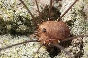 Opiliones: Harvestman