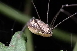 Opiliones: Harvestman