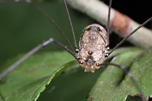 Opiliones: Harvestman