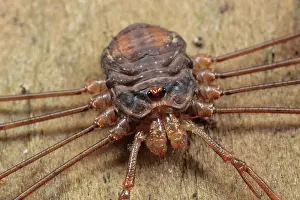 Opiliones: Harvestman