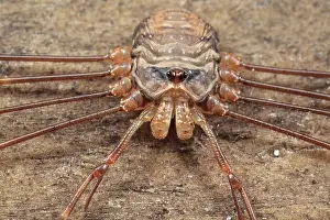 Opiliones: Harvestman