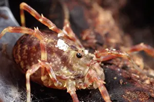 Opiliones: Harvestman