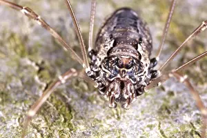Opiliones: Harvestman
