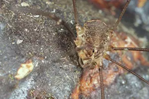Opiliones: Harvestman
