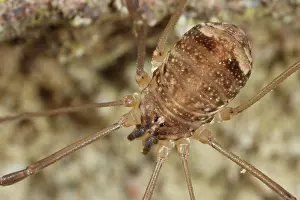 Opiliones: Harvestman