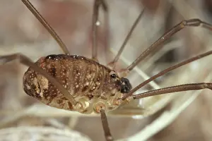 Opiliones: Harvestman