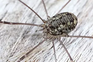 Opiliones: Harvestman