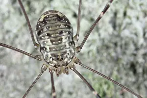 Opiliones: Harvestman