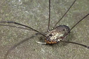 Opiliones: Harvestman