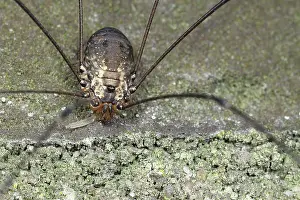 Opiliones: Harvestman