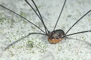 Opiliones: Harvestman