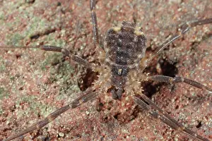 Opiliones: Harvestman