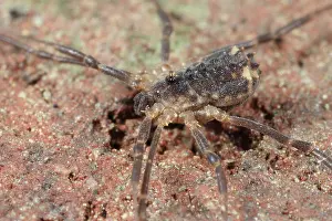 Opiliones: Harvestman