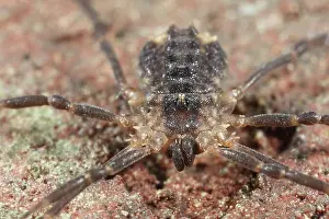 Opiliones: Harvestman