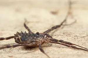 Opiliones: Harvestman