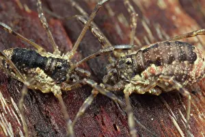 Opiliones: Harvestman