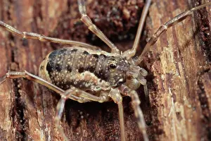 Opiliones: Harvestman