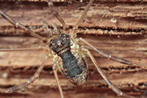 Opiliones: Harvestman