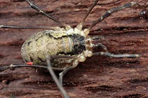 Morio: Harvestman