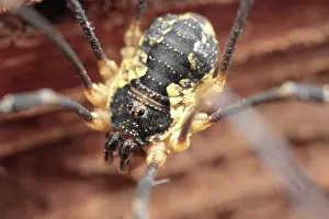 Morio: Harvestman