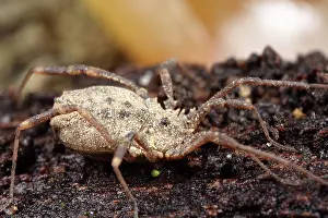 Opiliones: Harvestman