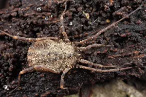 Opiliones: Harvestman