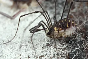 Opiliones: Harvestman